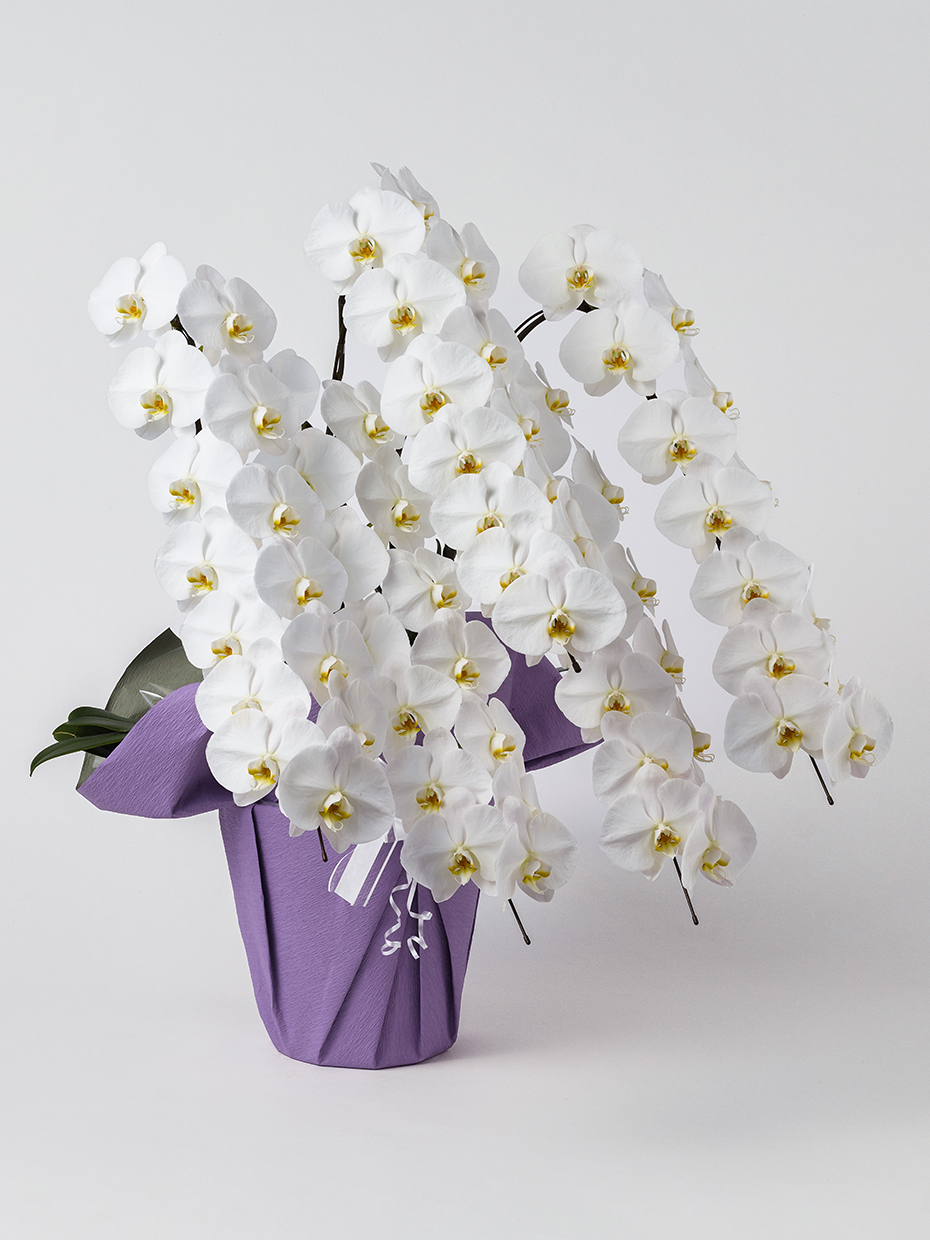 【お供え】胡蝶蘭 大輪 白 5本立ち 70輪以上右