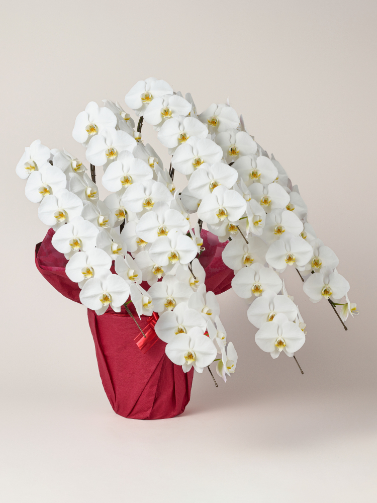 胡蝶蘭 大輪 白 7本立ち 84輪以上右