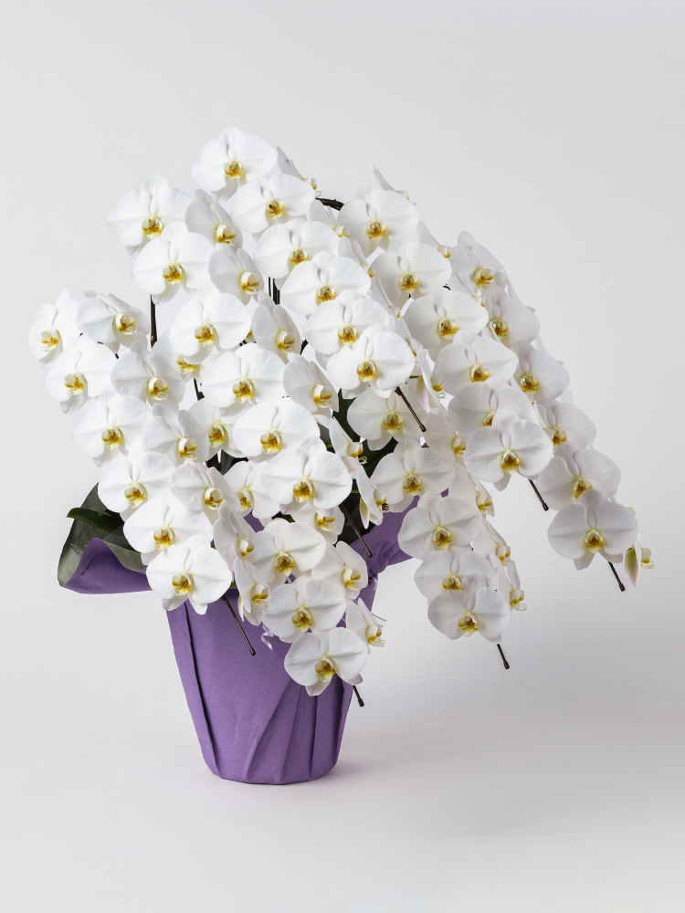 【お供え】胡蝶蘭 大輪 白 7本立ち 84輪以上右