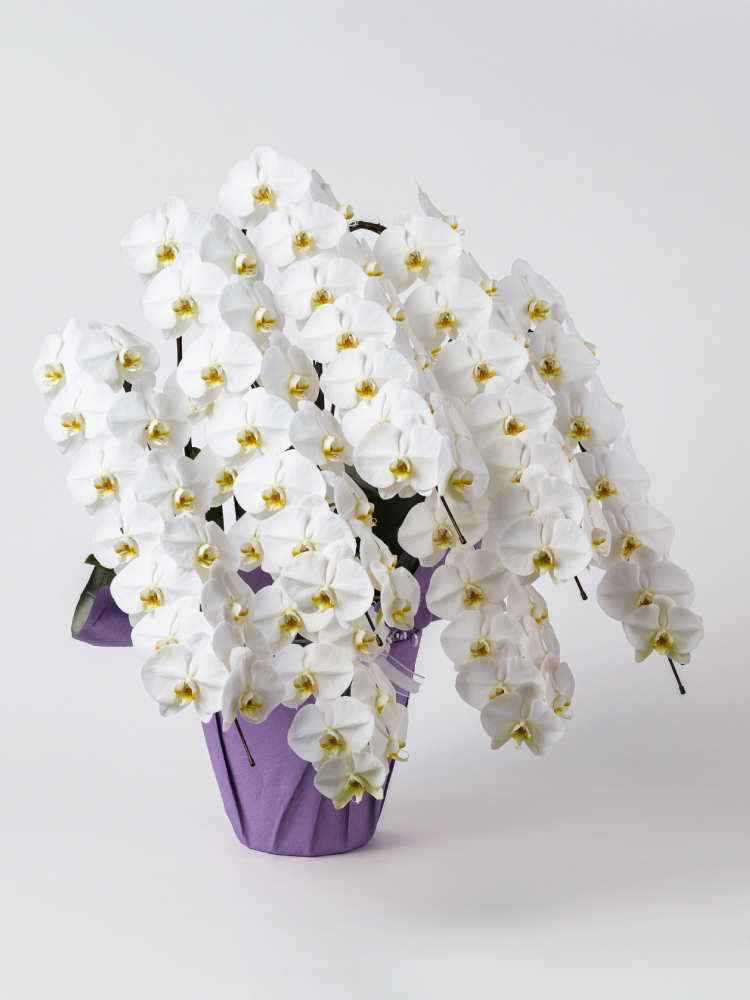 【お供え】胡蝶蘭 大輪 白 7本立ち 98輪以上右