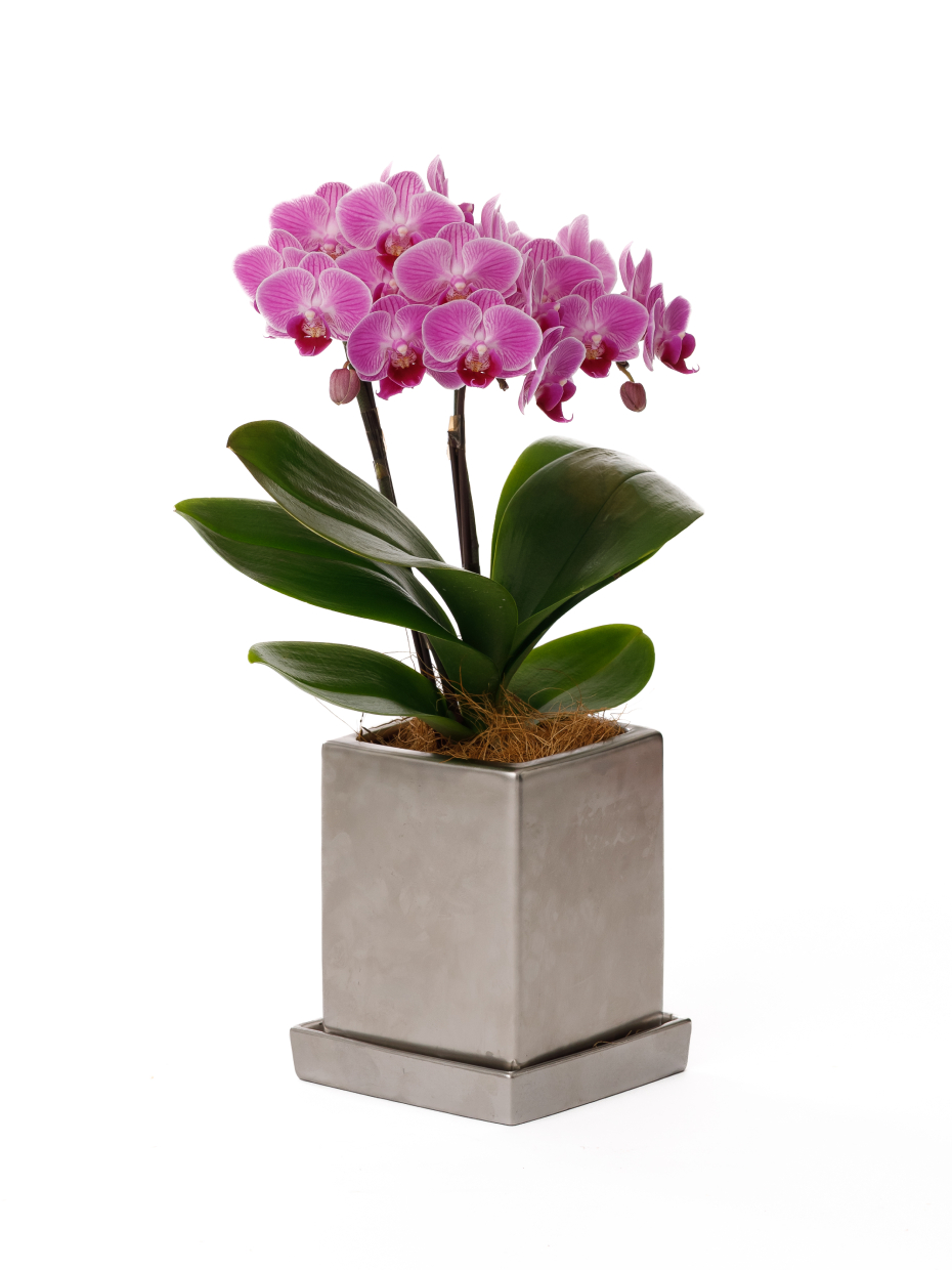 ミディ胡蝶蘭 黄色 2本立ち タンブラーポット（4号）右