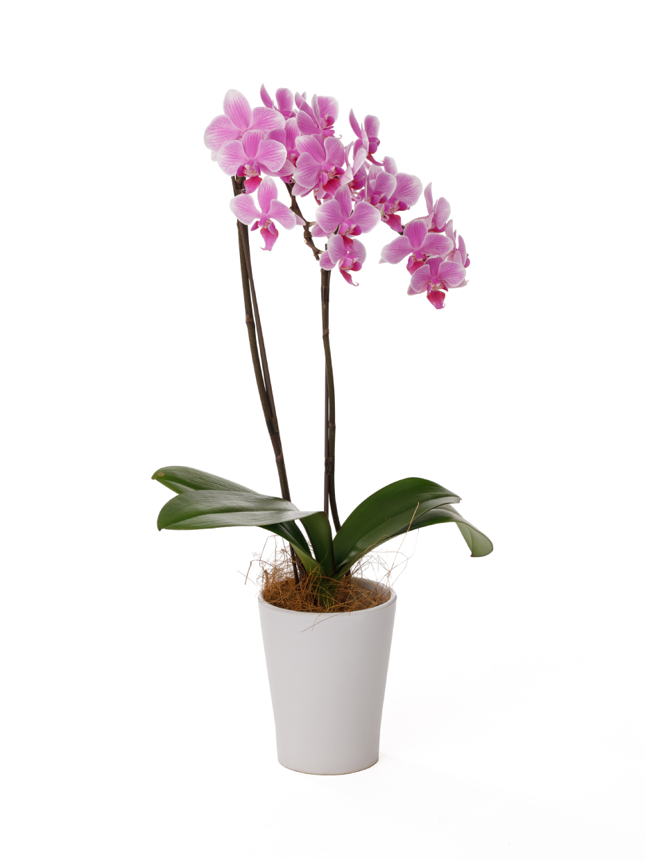 ミディ胡蝶蘭 ピンク 2本立ち（4号）右