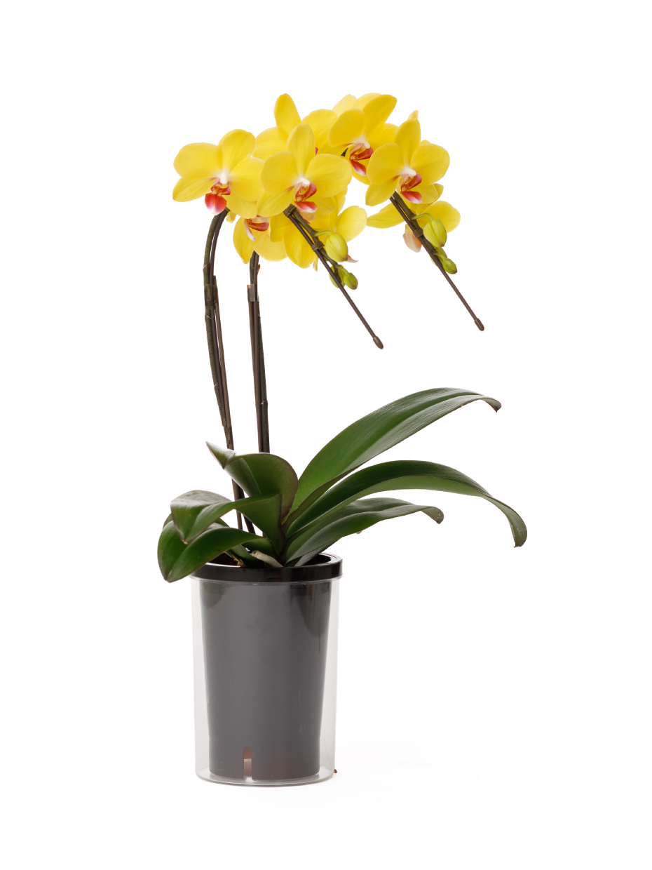 ミディ胡蝶蘭 黄色 2本立ち タンブラーポット（4号）右