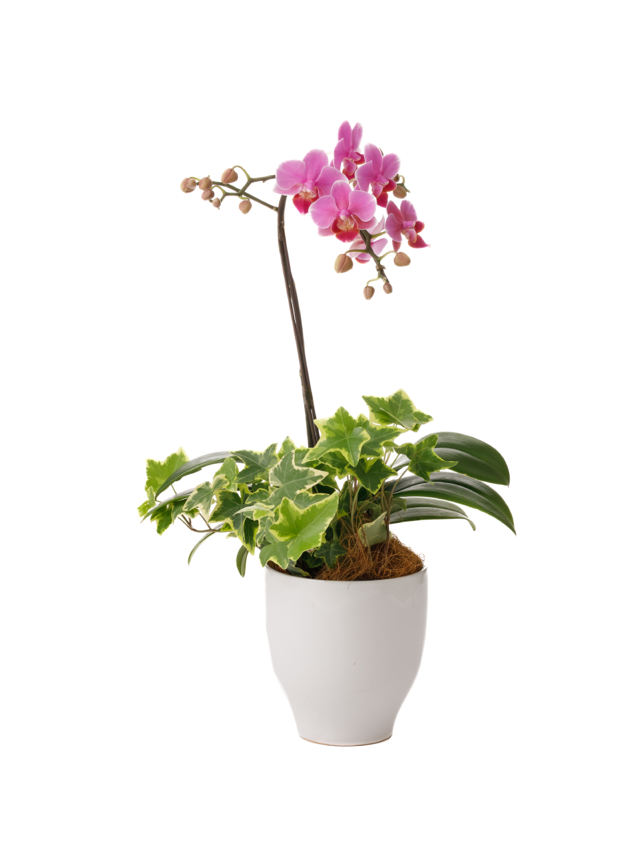 ミディ胡蝶蘭 ピンク 1本立ち 観葉寄せ（4.5号）右
