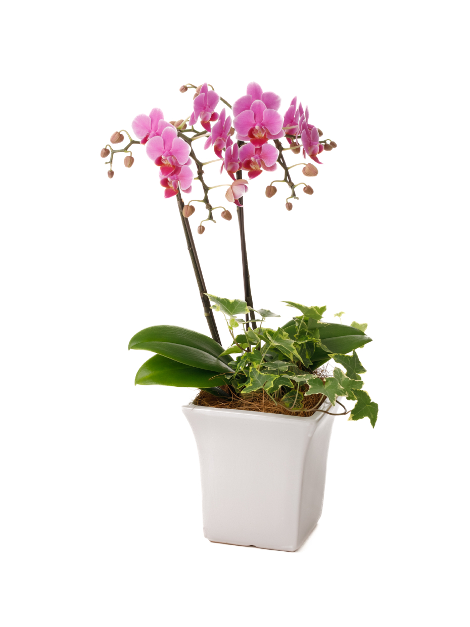 ミディ胡蝶蘭 ピンク 2本立ち 観葉寄せ（5号）右