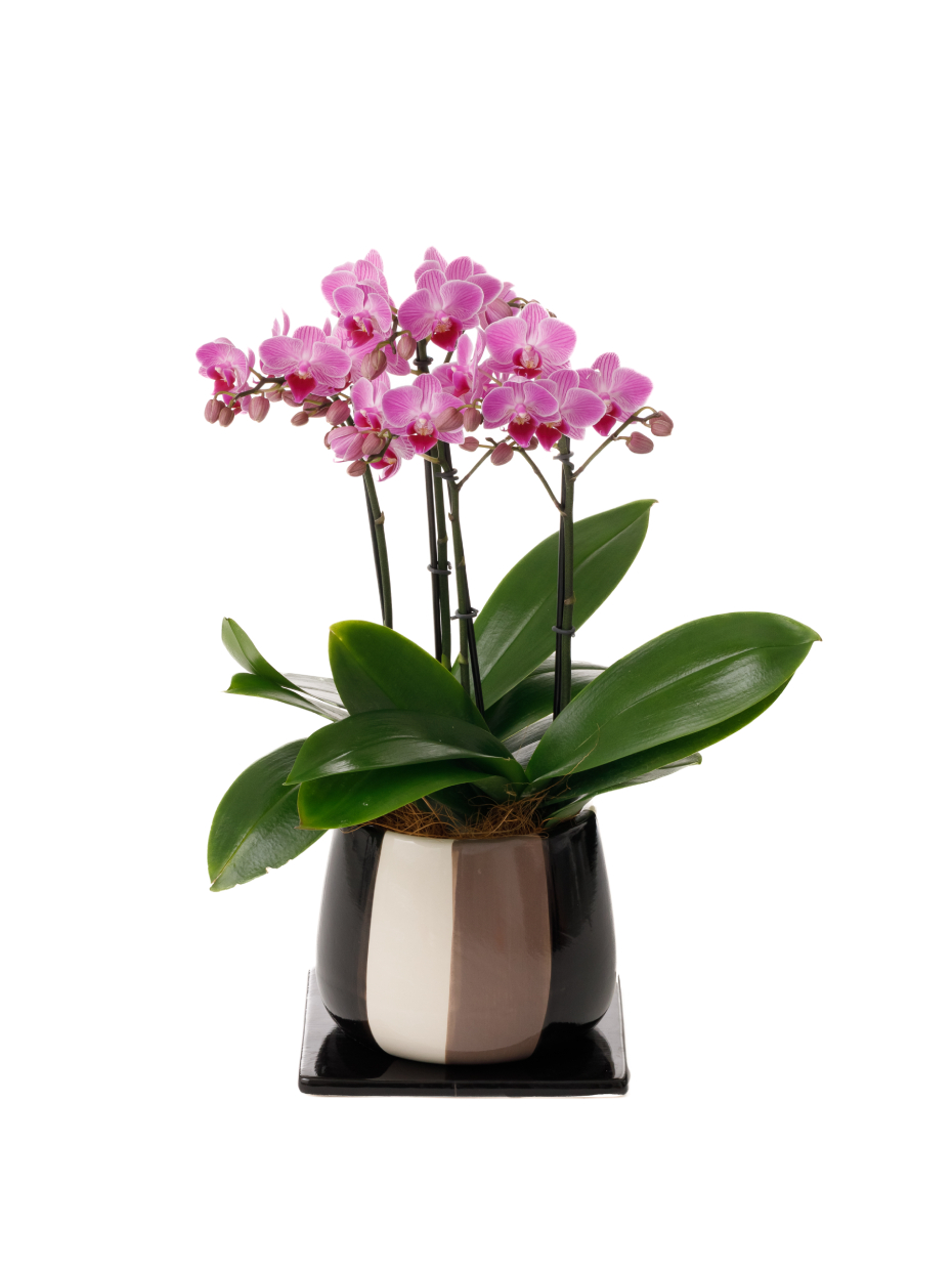 ミディ胡蝶蘭 ピンク 3本立ち モノトリコ鉢（5.5号）右