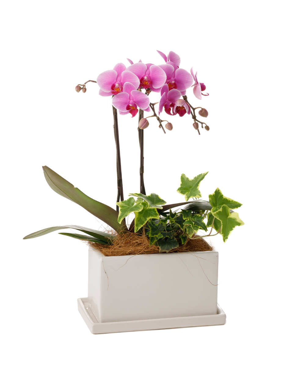 ミディ胡蝶蘭 ピンク 2本立ち パルテノ鉢・観葉寄せ（5.5号）右