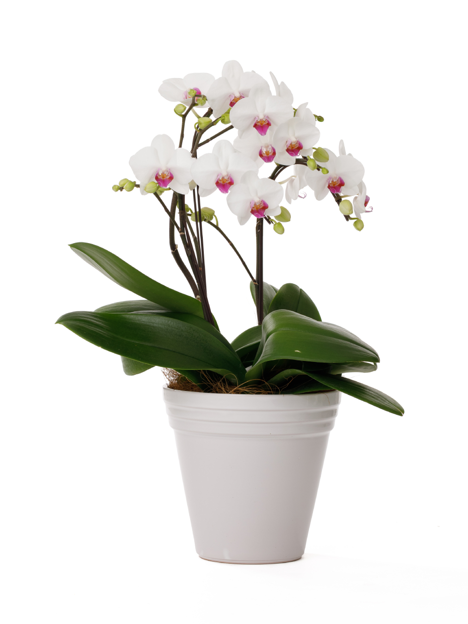 ミディ胡蝶蘭 赤リップ 3本立ち（6.5号）右