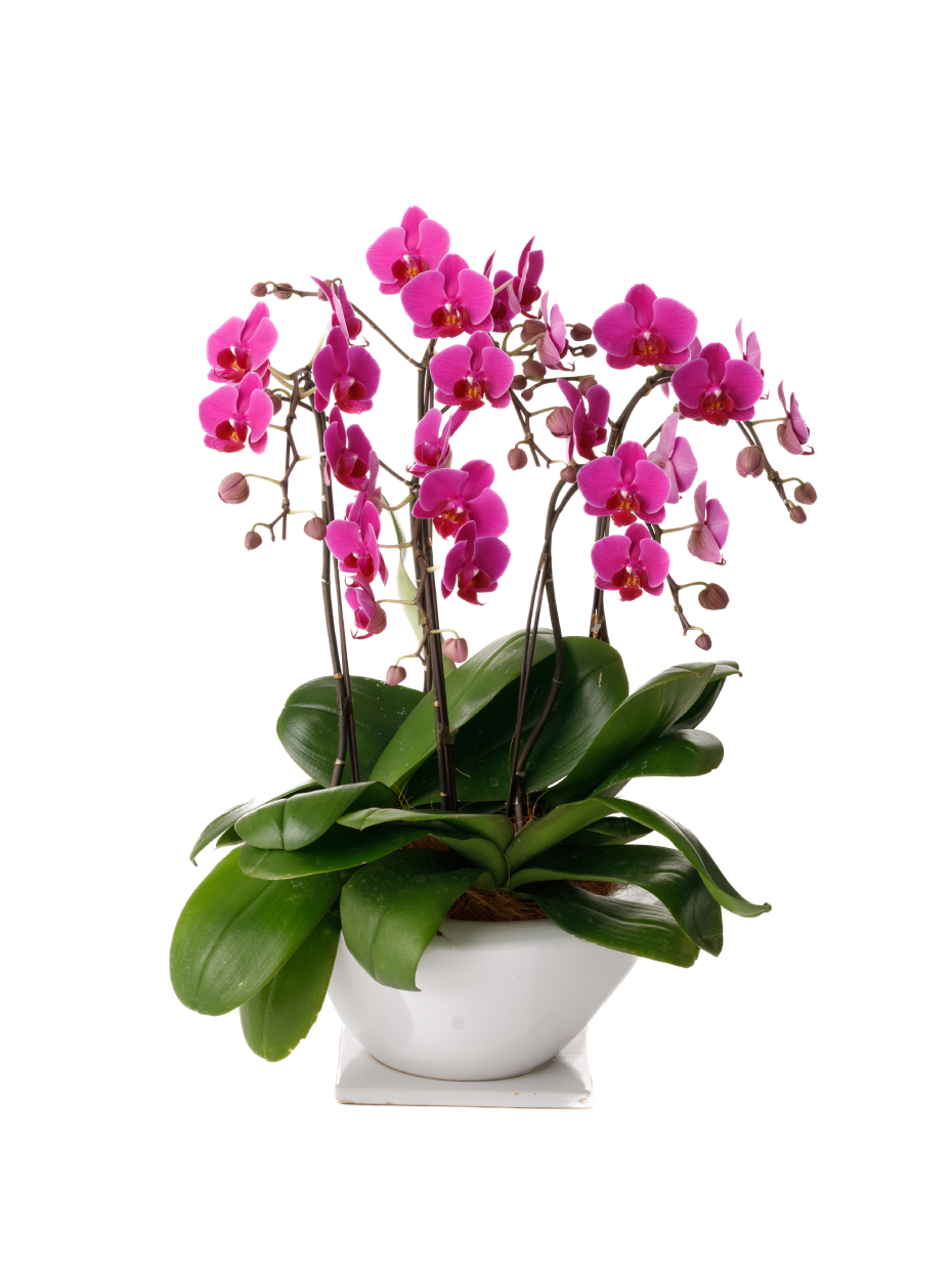 ミディ胡蝶蘭 ピンク 5本立ち 白平鉢（8号）右