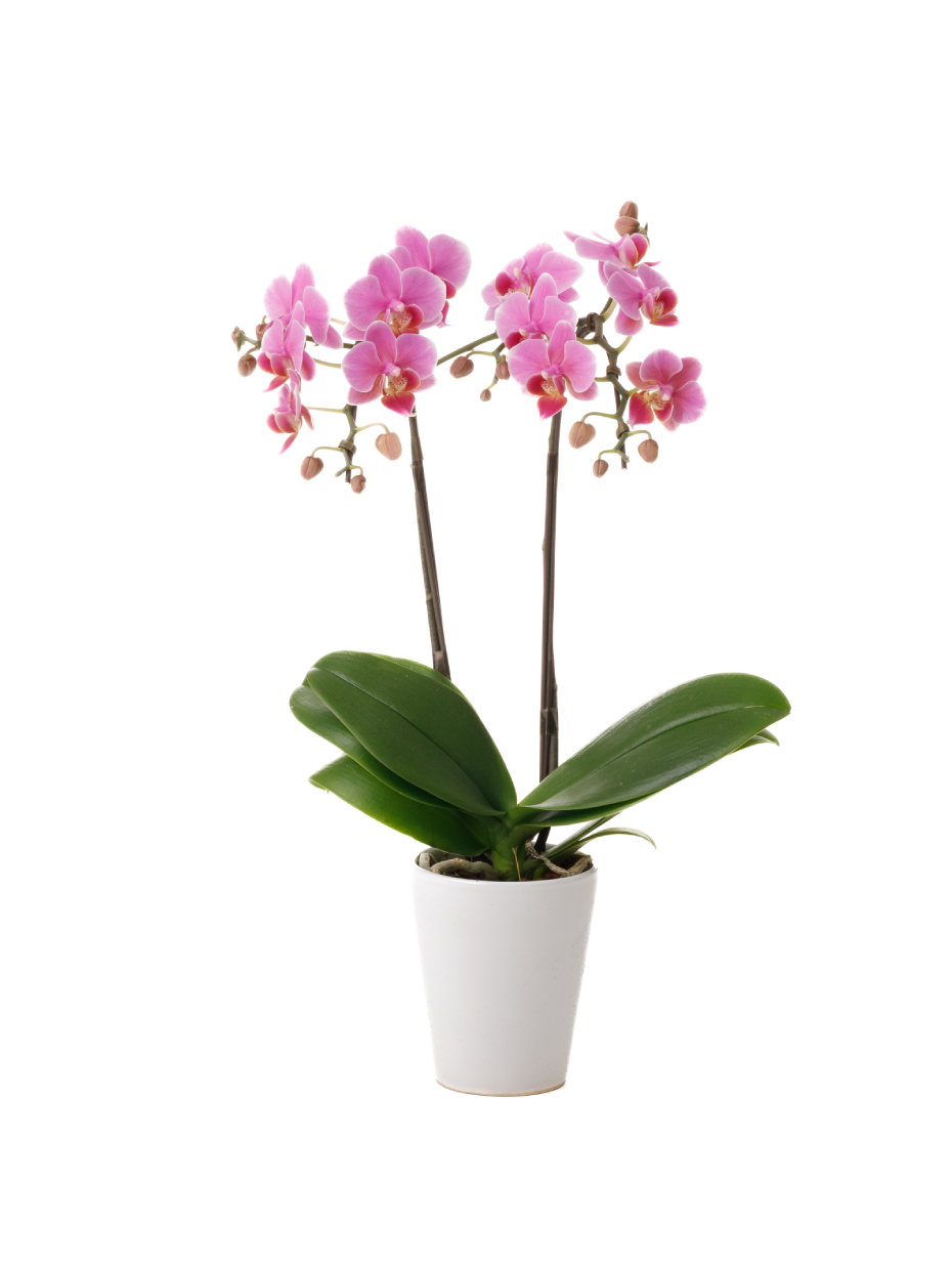 ミニ胡蝶蘭 ピンク 2本立ち 2WAYBOX入り（3号）右