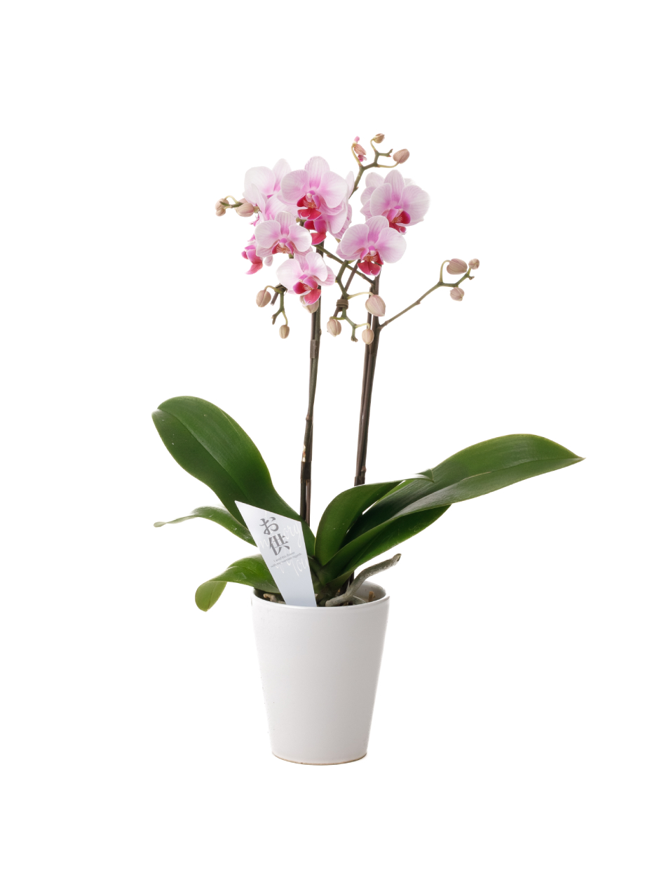 【お供え】ミニ胡蝶蘭 ピンク 2本立ち 2WAYBOX入り（3号）右