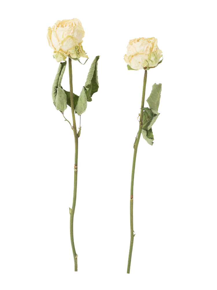 【ドライ】バラ(白) 品種おまかせ2本