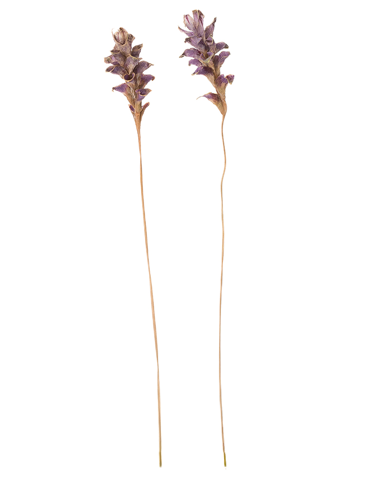【ドライ】クルクマ(紫)　品種おまかせの商品特性