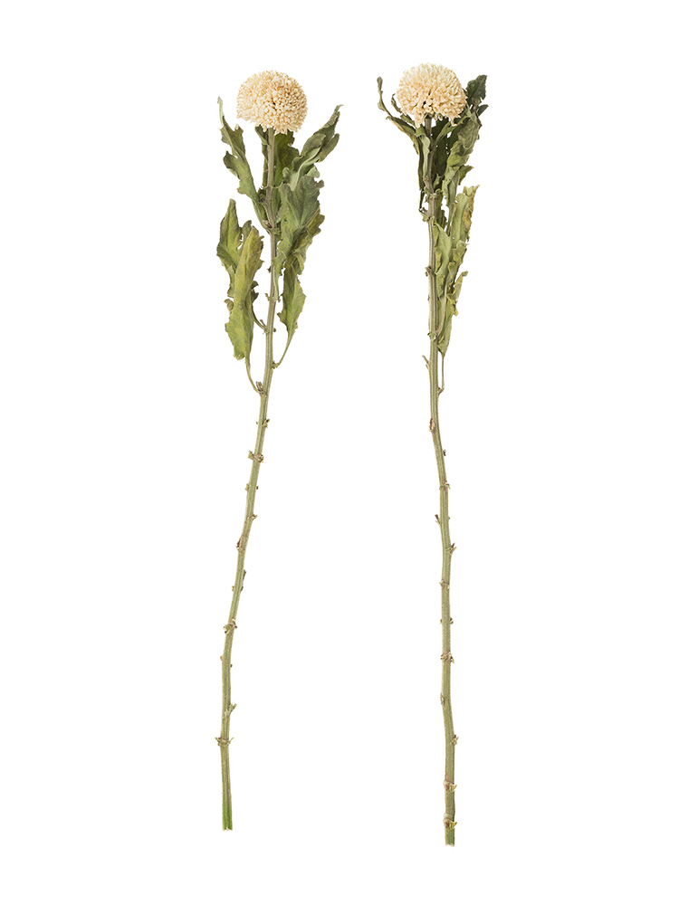 【ドライ】菊(ピンポンマム)白　品種おまかせの商品特性
