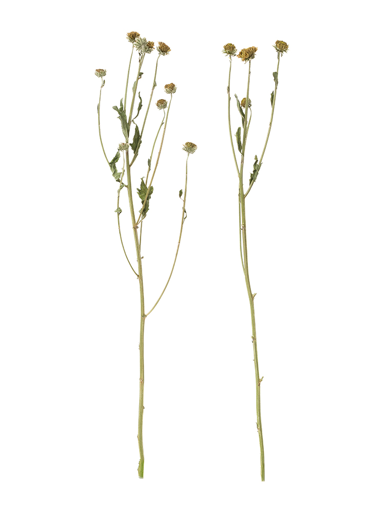 【ドライ】菊(ピンポンマム)白　品種おまかせの商品特性