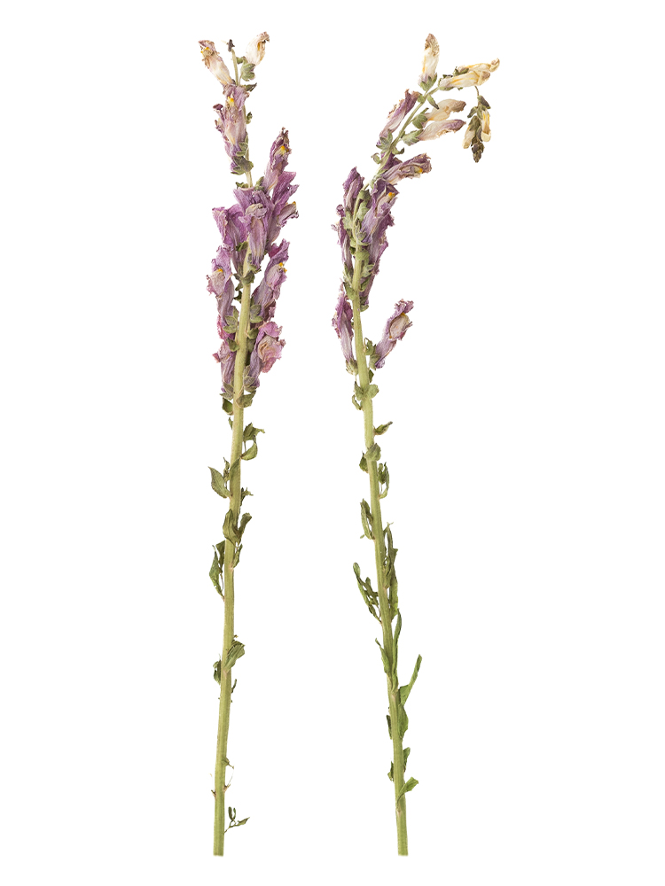 【ドライ】キンギョソウ・スナップ(紫)　品種おまかせの商品特性