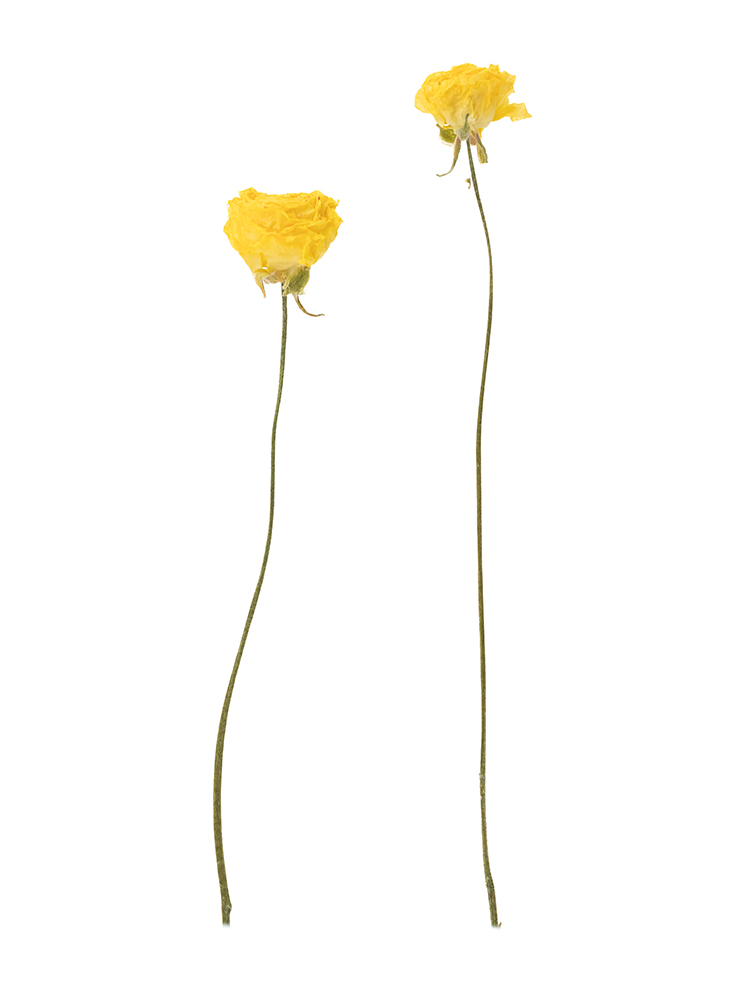 【ドライ】ラナンキュラス(黄)　品種おまかせ