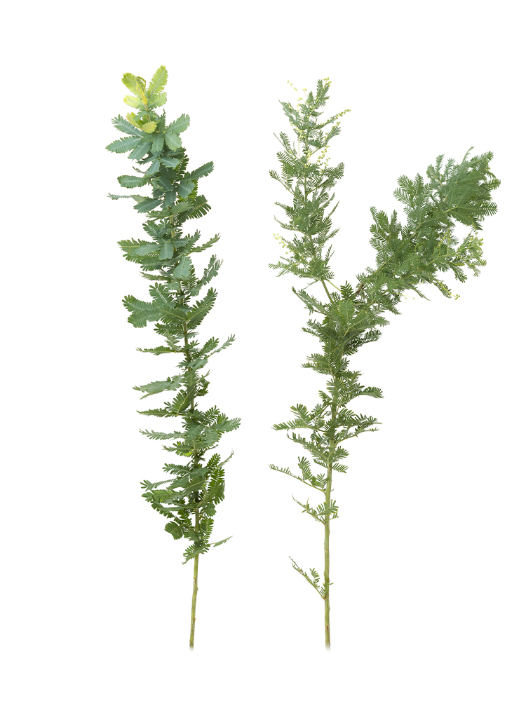 【生花】アカシア 銀葉アカシア2本