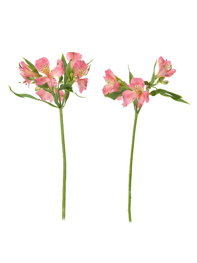 【生花】アルストロメリア 品種おまかせ(濃ピンク)の商品特性