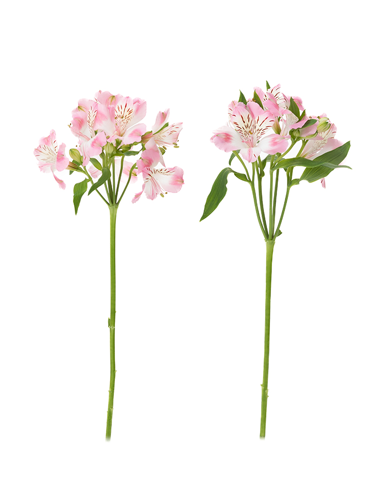 【生花】アルストロメリア 品種おまかせ(薄ピンク)の商品特性