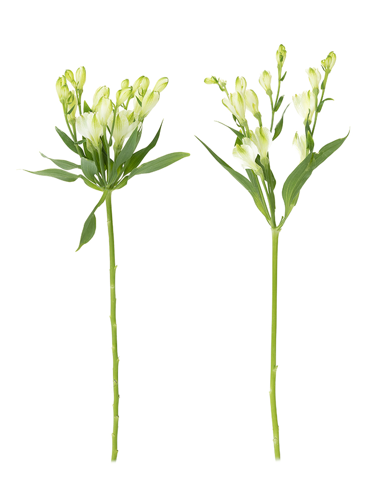 【生花】アルストロメリア 品種おまかせ(白・緑)の商品特性