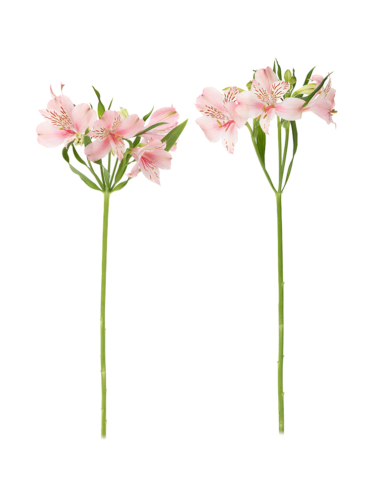 【生花】アルストロメリア 品種おまかせ(ピンク)の商品特性
