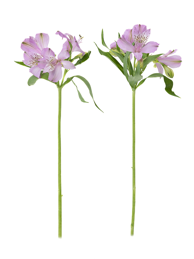 【生花】アルストロメリア 品種おまかせ(紫)の商品特性