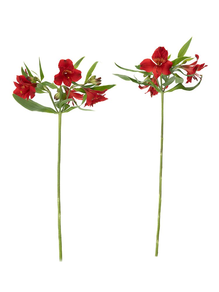 【生花】アルストロメリア 品種おまかせ(赤)の商品特性