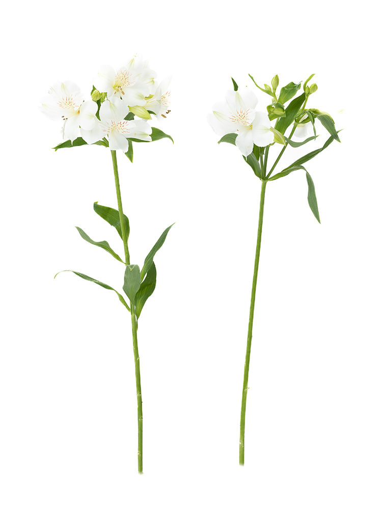 【生花】アルストロメリア 品種おまかせ(白)の商品特性
