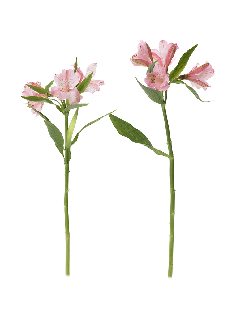 【生花】アルストロメリア　プリマドンナの商品特性