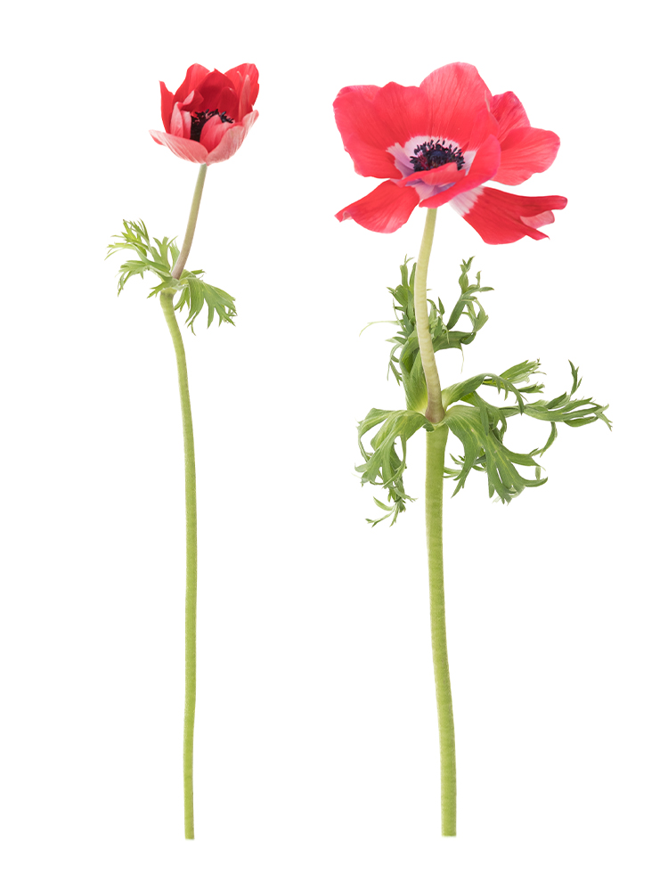 【生花】アネモネ 品種おまかせ2本