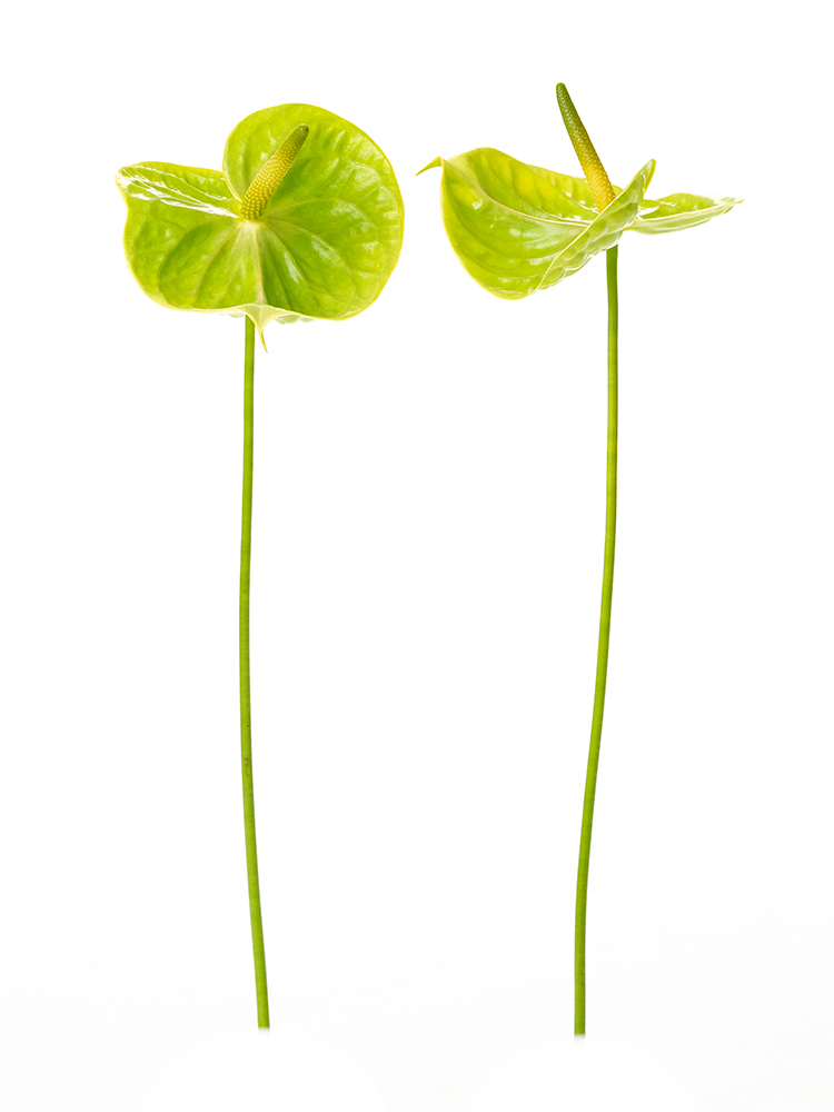 【生花】アンスリウム　品種おまかせ(緑)の商品特性