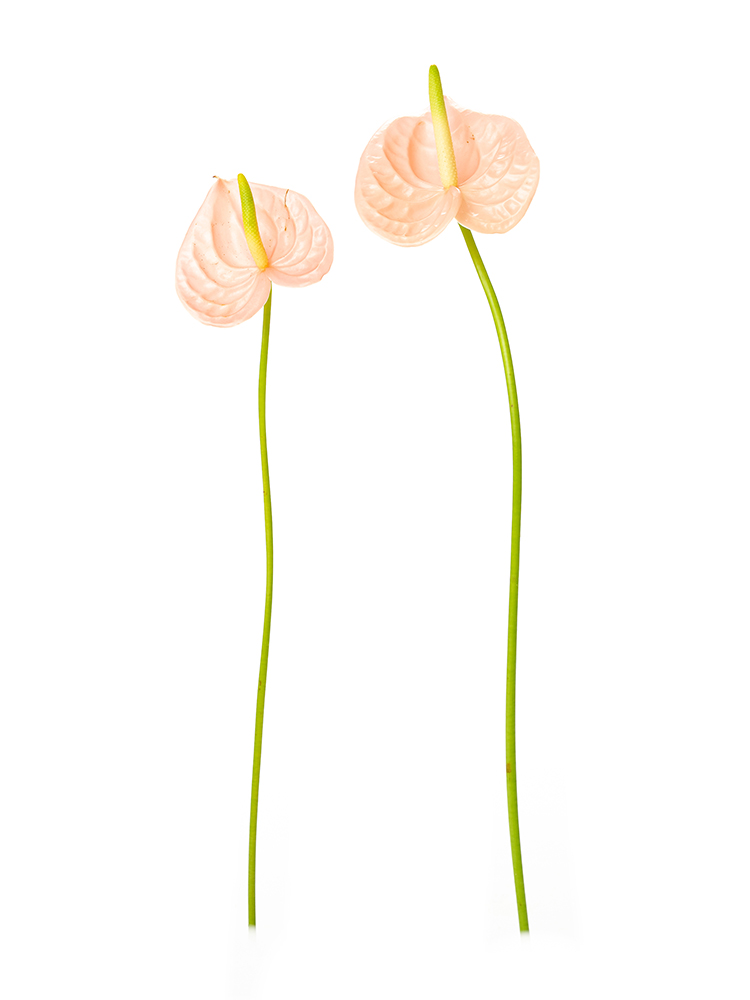 【生花】アンスリウム　品種おまかせ(ピンク)の商品特性