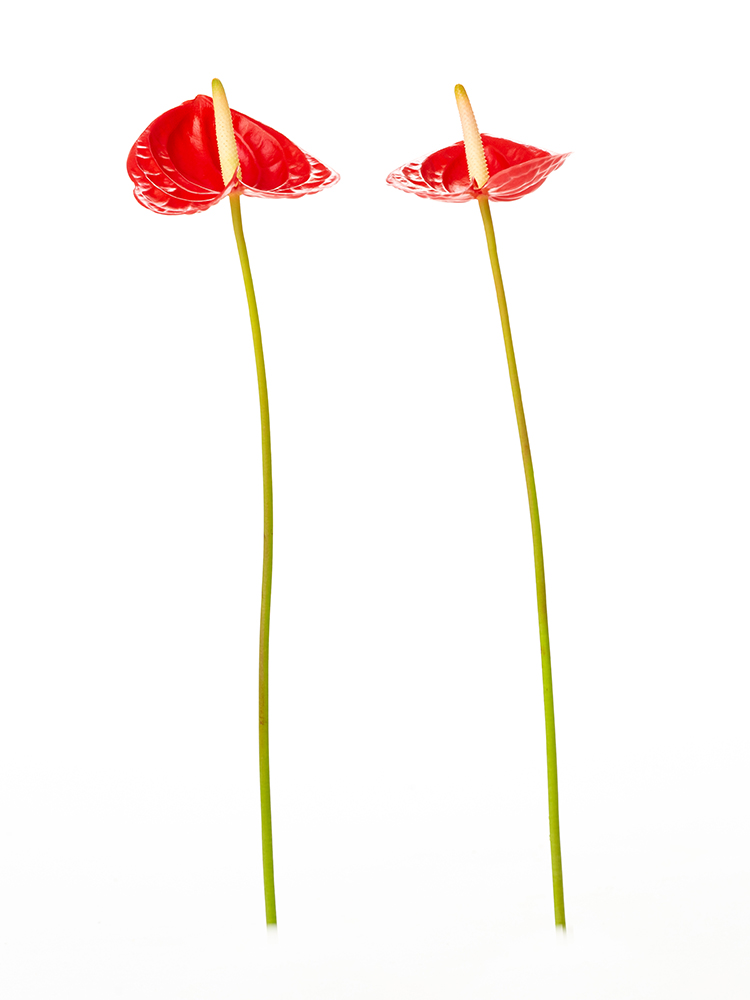 【生花】アンスリウム　品種おまかせ(赤)の商品特性