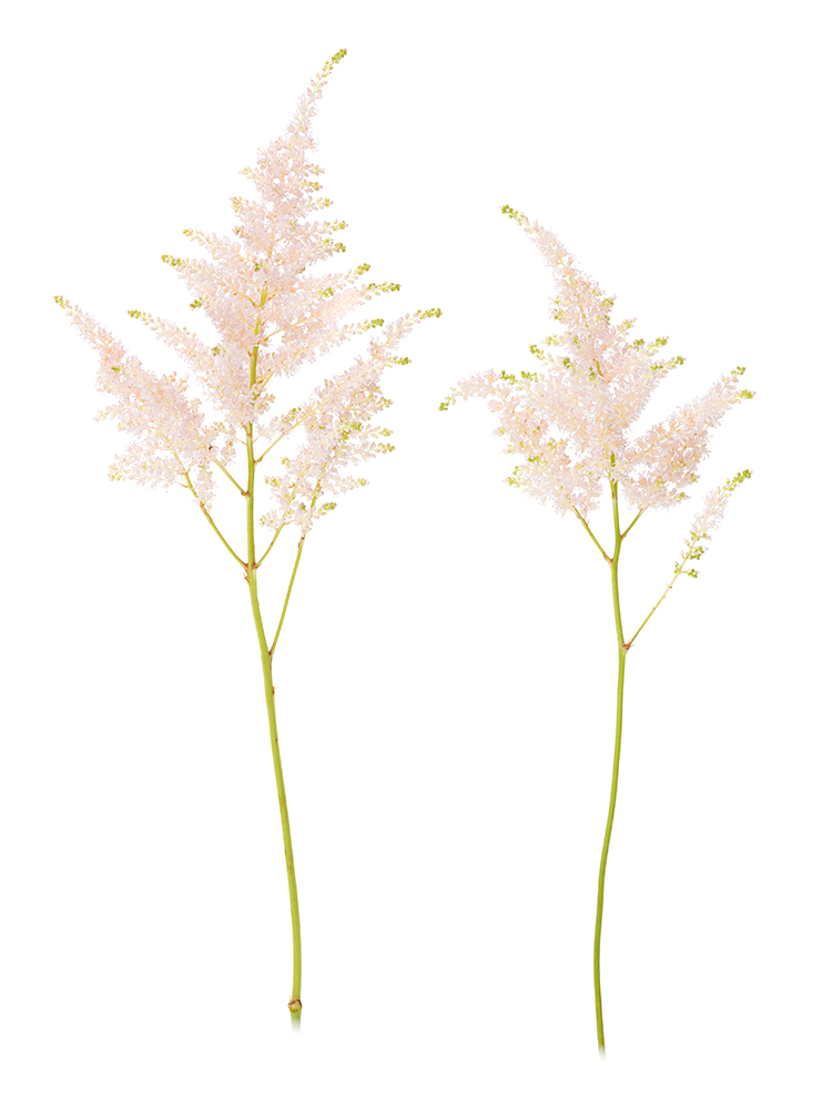 【生花】アスチルベ　ライトピンクの商品特性