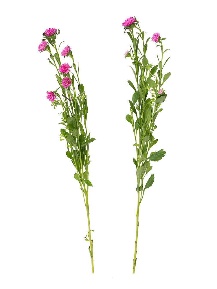 【生花】アスター(ピンク) 品種おまかせ2本