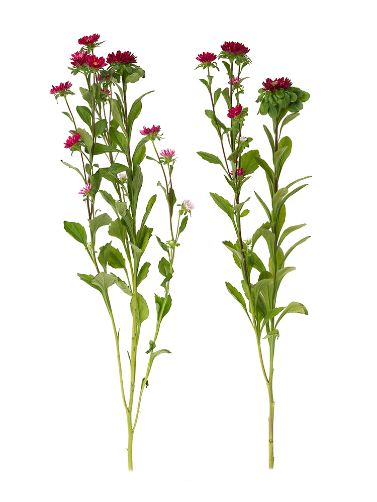 生花】アスター(赤) 品種おまかせ【60cm/福岡県】｜Flower Smith
