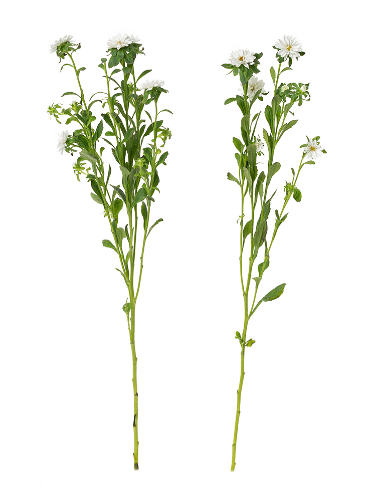 【生花】アスター(白) 品種おまかせ2本
