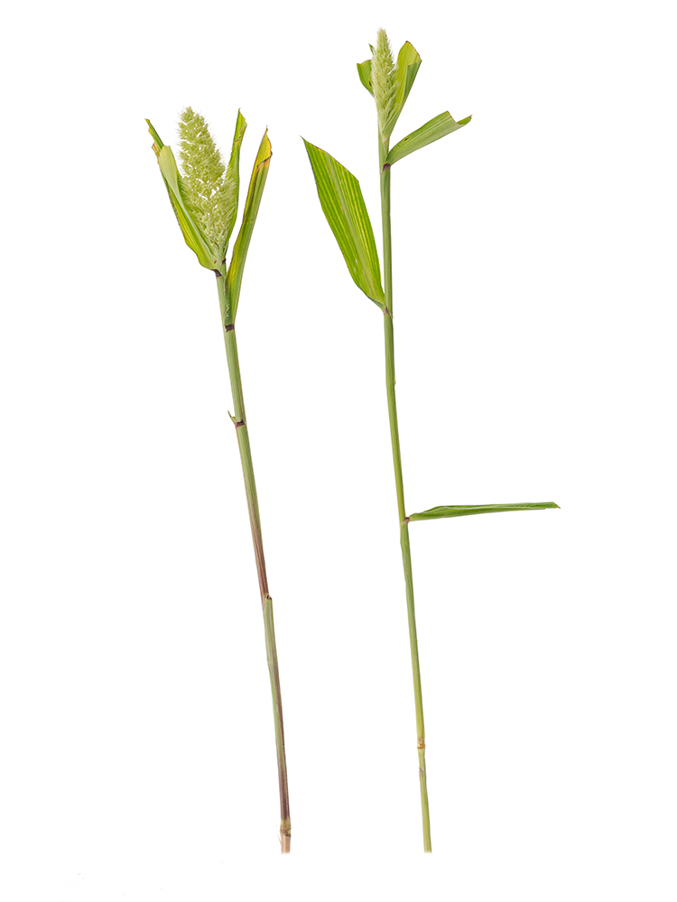 【生花】アワ 品種おまかせ(緑)の商品特性