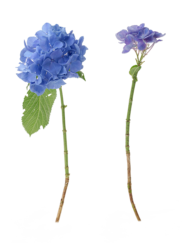 【生花】アジサイ 品種おまかせ(青)の商品特性