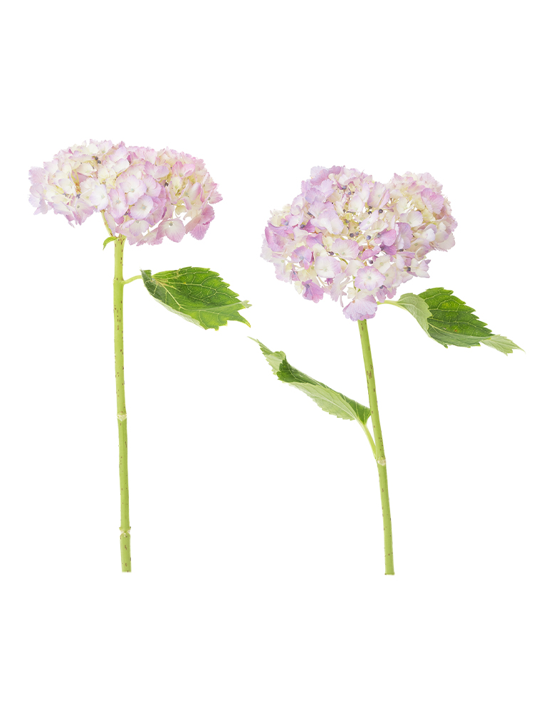 【生花】アジサイ(ピンク)　品種おまかせの商品特性