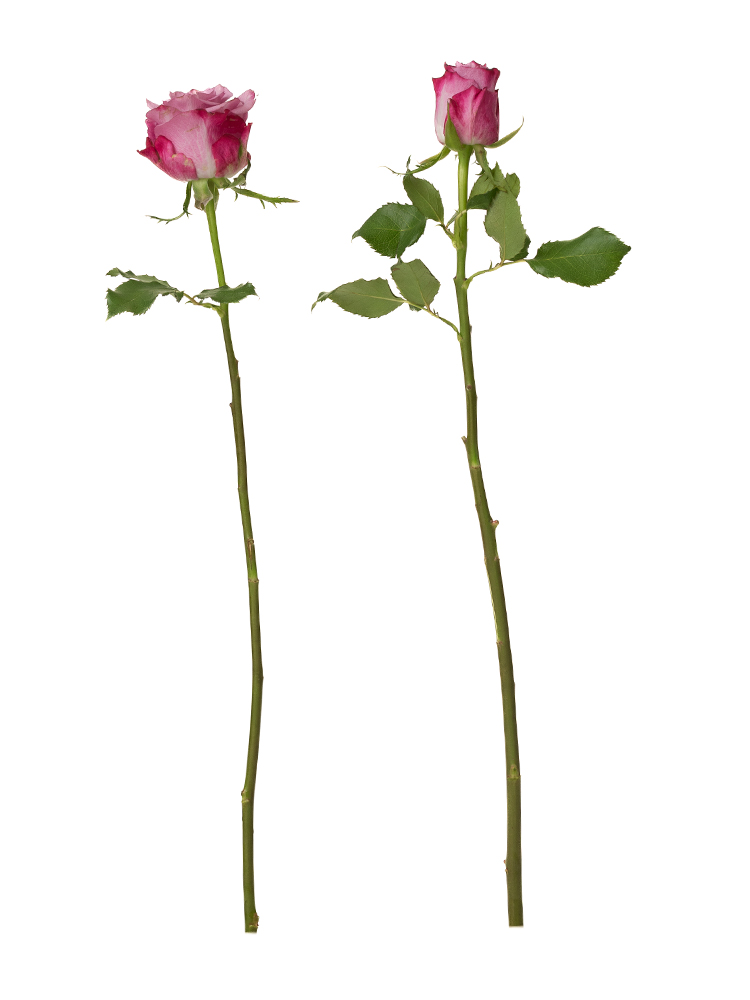 【生花】バラ(ケニアローズ)　ディープパープルの商品特性