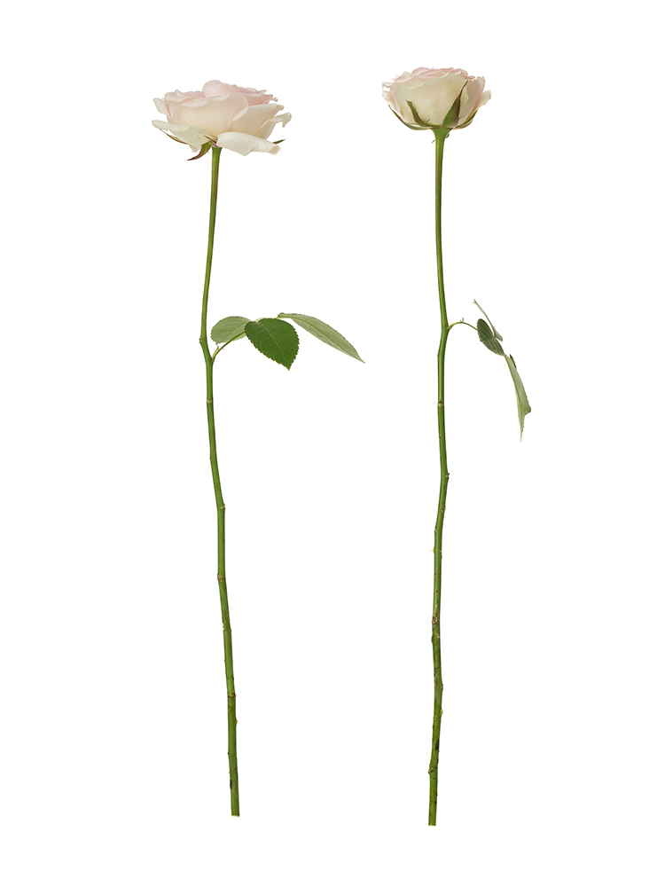 【生花】バラ　アンブリッジローズの商品特性