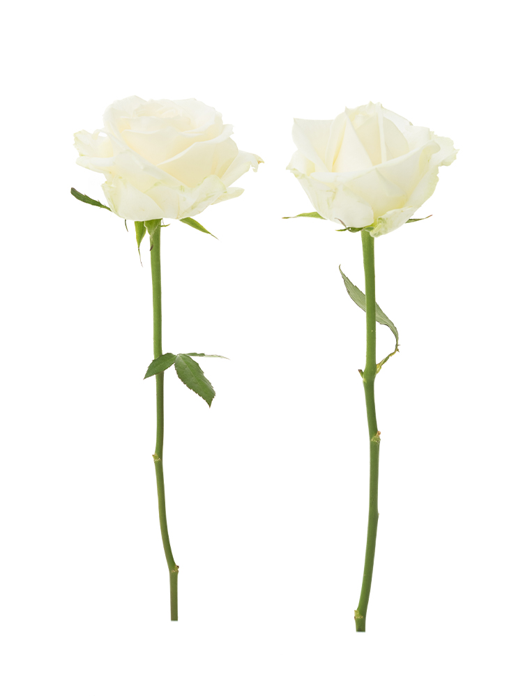 【生花】バラ　アバランチェの商品特性