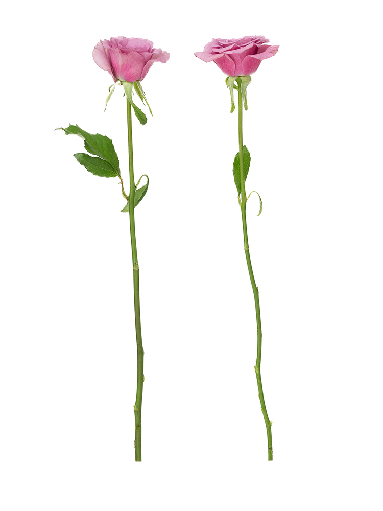 【生花】バラ　ブルーキュリオーサの商品特性