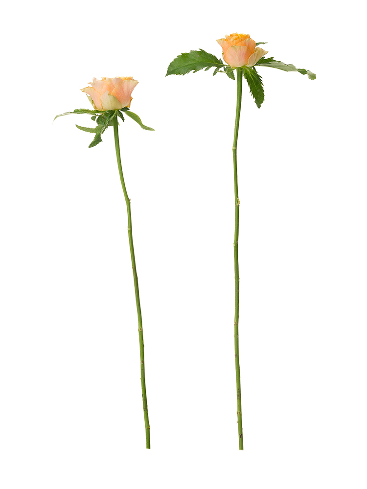 【生花】バラ　フォセットの商品特性