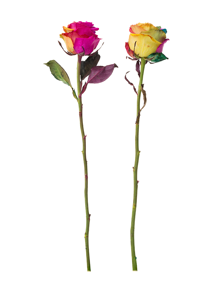 【生花】バラ　モンディアルレインボーの商品特性