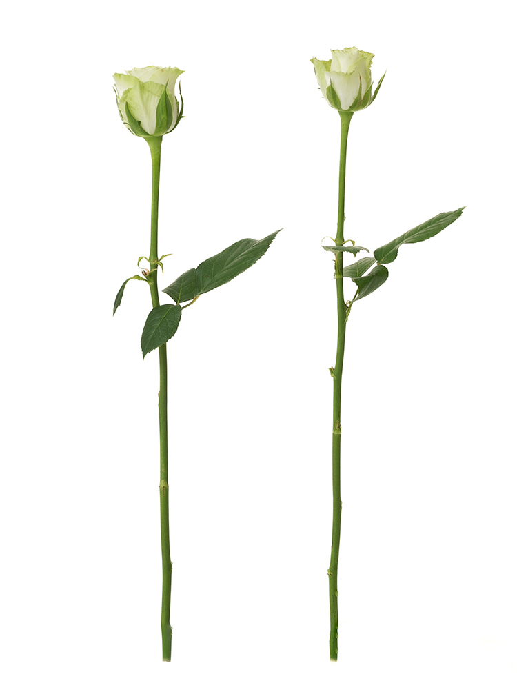【生花】バラ(緑)の商品特性