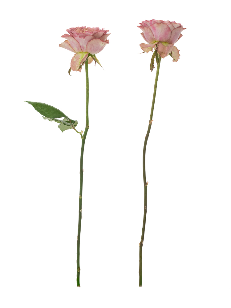 【生花】バラ(スプレー)　テナチュールの商品特性