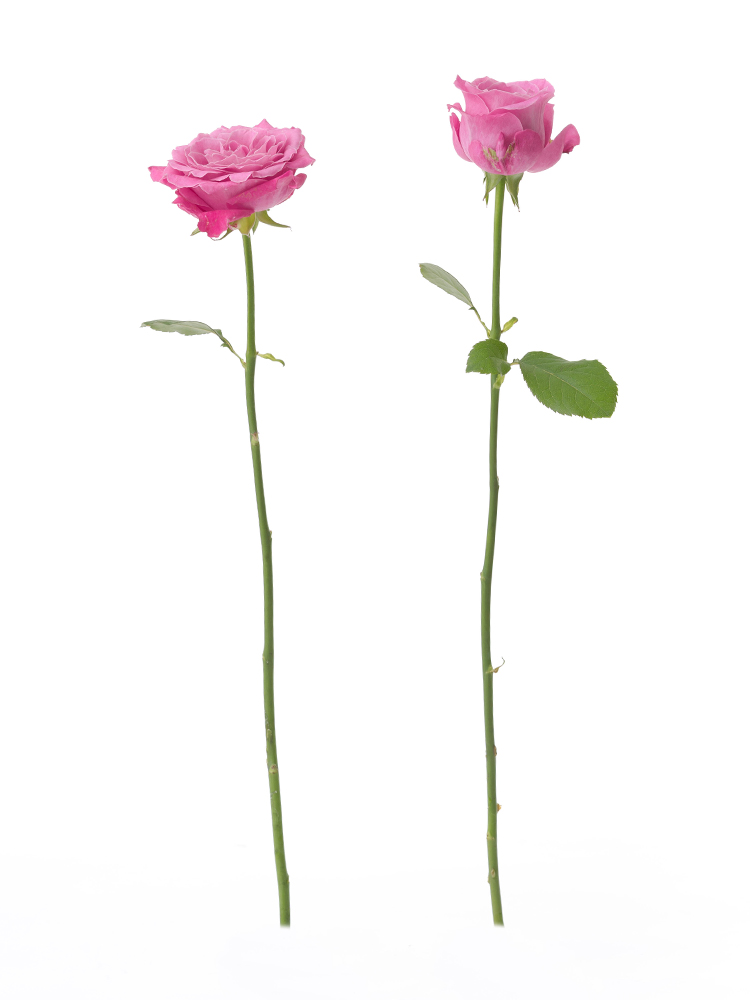 【生花】バラ オール4ラブ＋ 40cm2本